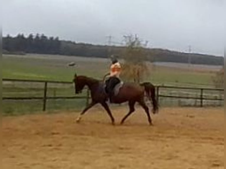 Arabian horses Mare 8 years 15,1 hh Chestnut-Red in Hallgarten