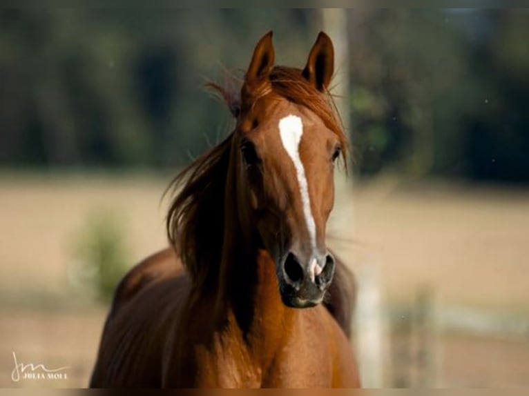 Arabian horses Mare 8 years 15,1 hh Chestnut-Red in Hallgarten