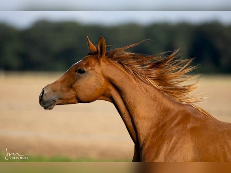 Arabian horses Mare 8 years 15,1 hh Chestnut-Red in Hallgarten