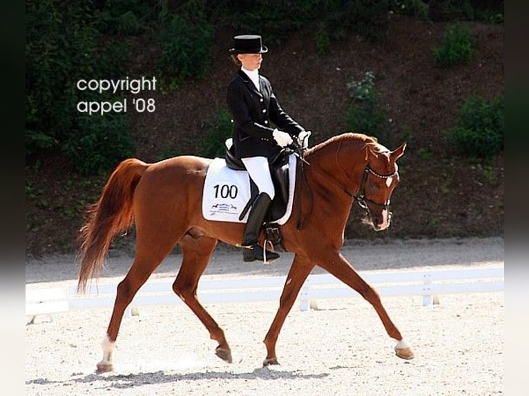 Arabian horses Mare 8 years 15,1 hh Chestnut-Red in Hallgarten