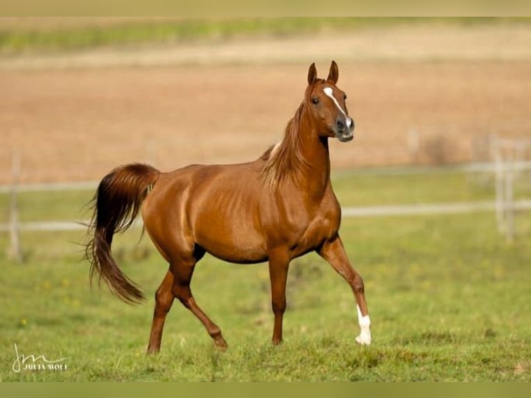 Arabian horses Mare 8 years 15,1 hh Chestnut-Red in Hallgarten