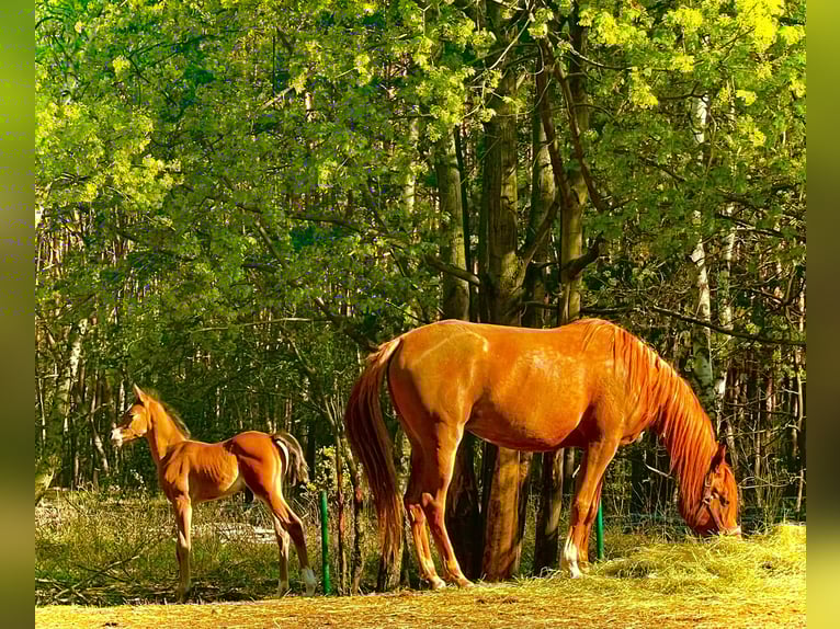 Arabian horses Mare 8 years 15.1 hh Chestnut-Red in Turek