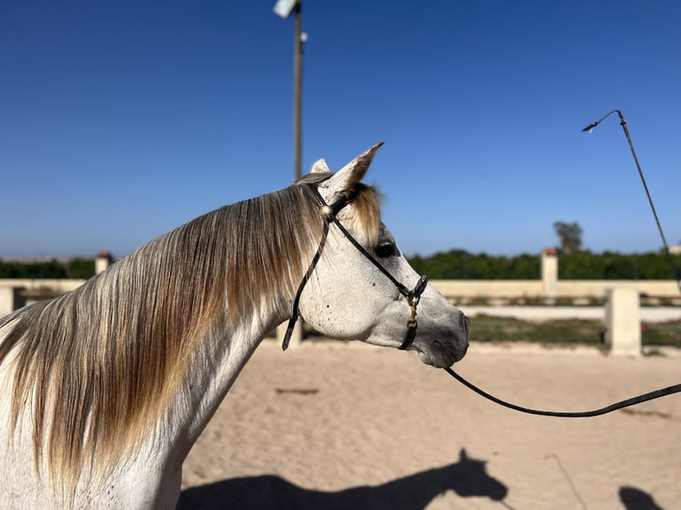 Arabian horses Mare 8 years 15,1 hh Gray in Guardamar del Segura