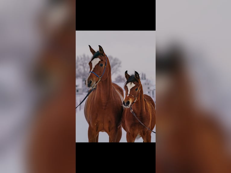 Arabian horses Mare 8 years 15,2 hh Brown in Senden