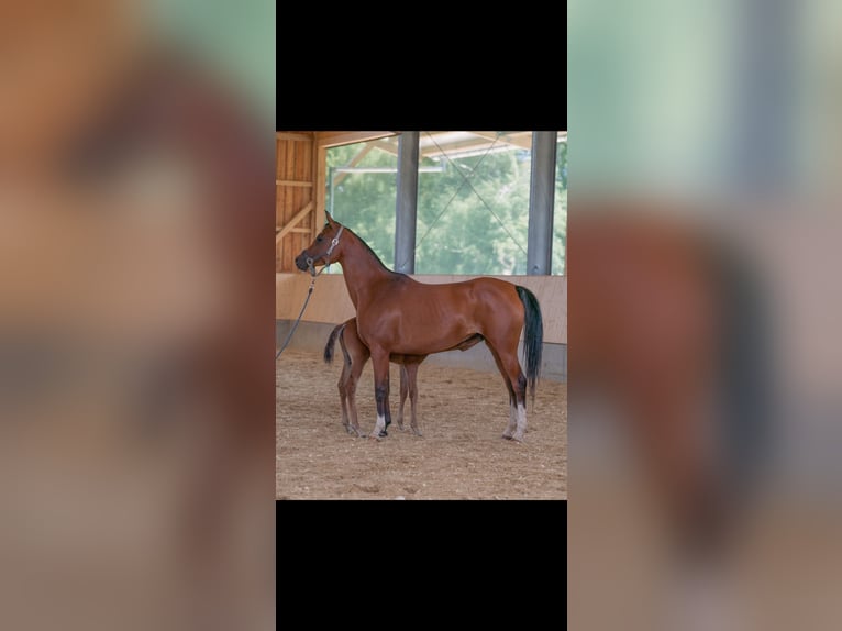 Arabian horses Mare 8 years 15,2 hh Brown in Senden