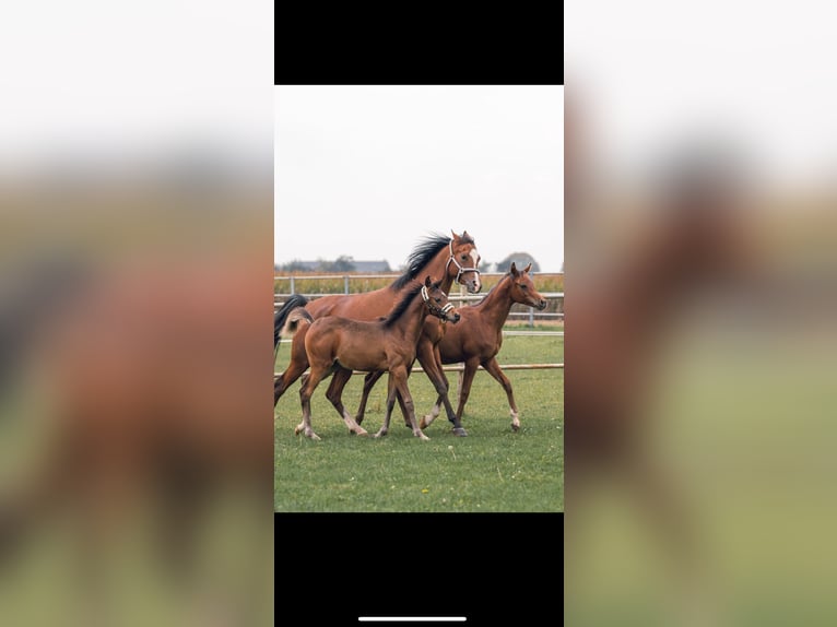 Arabian horses Mare 8 years 15,2 hh Brown in Senden