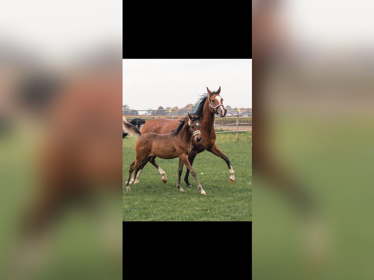 Arabian horses Mare 8 years 15,2 hh Brown in Senden