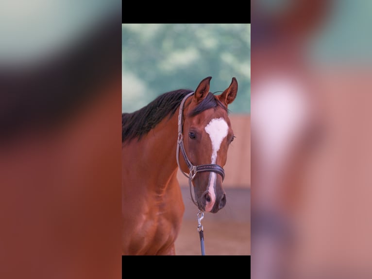 Arabian horses Mare 8 years 15,2 hh Brown in Senden