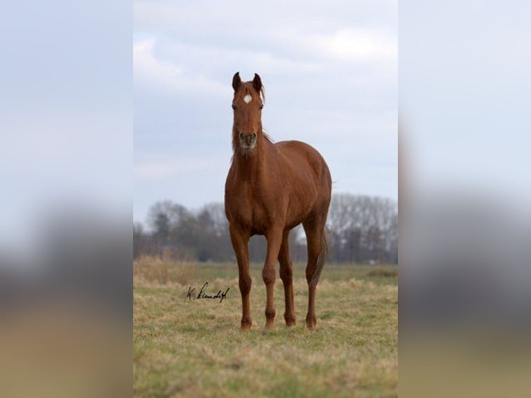 Arabian horses Mare 8 years 15.2 hh Chestnut-Red in Oederquart