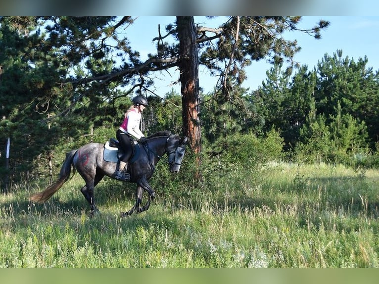 Arabian horses Mare 8 years 15.2 hh Grey-Dapple in Grafenstein