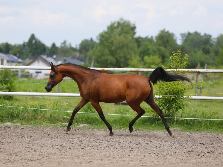Arabian horses Mare 8 years 15 hh Brown in Lodz