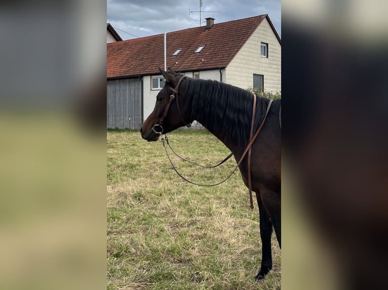 Arabian horses Mare 8 years 15 hh Brown in Münsterhausen