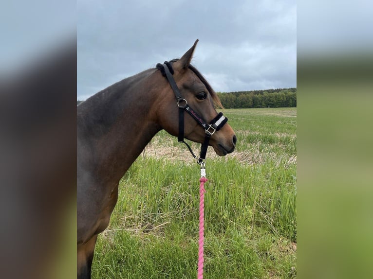 Arabian horses Mare 8 years 15 hh Brown in Münsterhausen