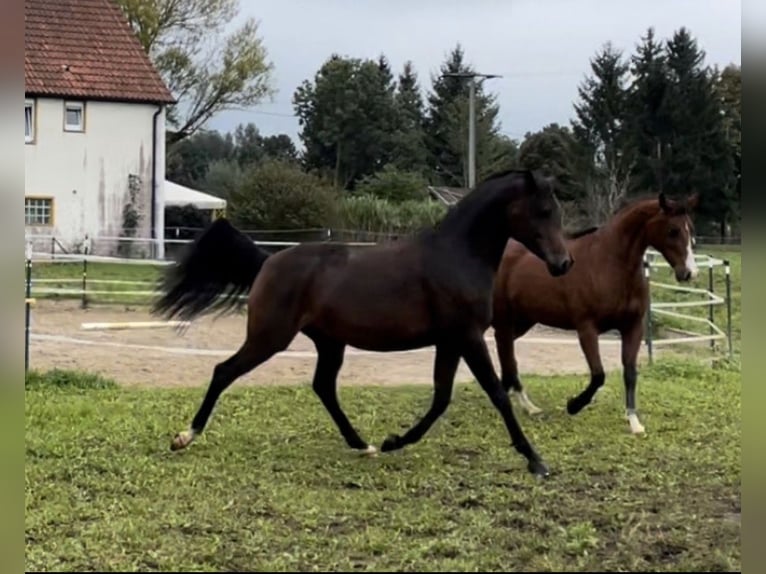 Arabian horses Mare 8 years 15 hh Brown in Münsterhausen