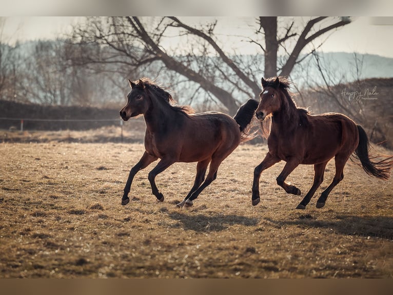 Arabian horses Mare 8 years 15 hh Brown in Münsterhausen