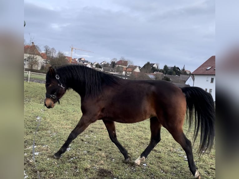 Arabian horses Mare 8 years 15 hh Brown in Münsterhausen