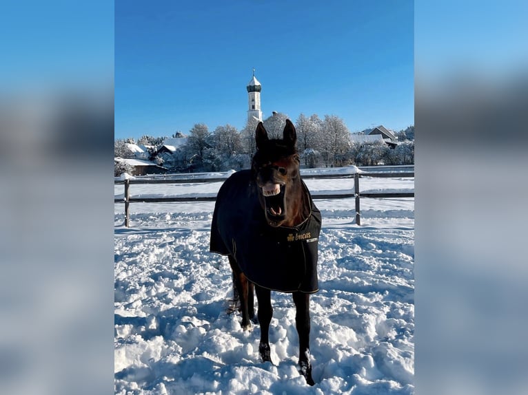 Arabian horses Mare 8 years 15 hh Brown in Münsterhausen