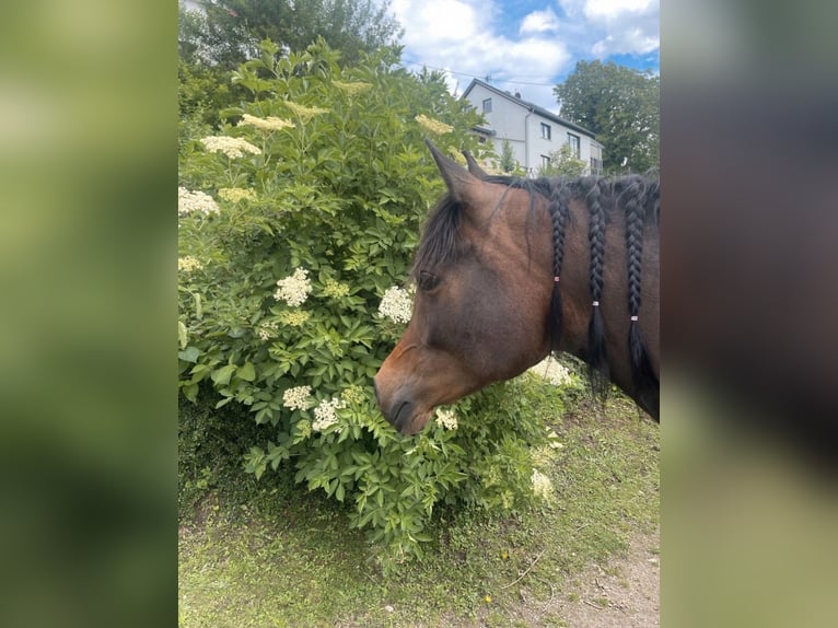 Arabian horses Mare 8 years 15 hh Brown in Münsterhausen