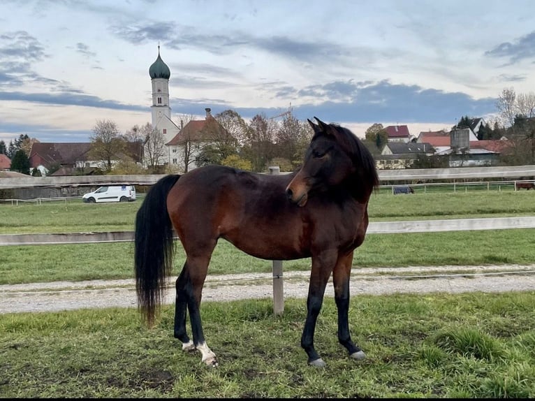 Arabian horses Mare 8 years 15 hh Brown in Münsterhausen