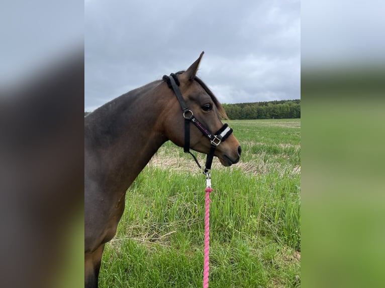 Arabian horses Mare 8 years 15 hh Brown in Münsterhausen