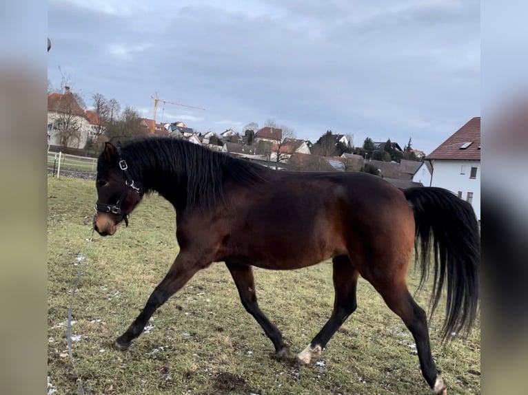 Arabian horses Mare 8 years 15 hh Brown in Münsterhausen