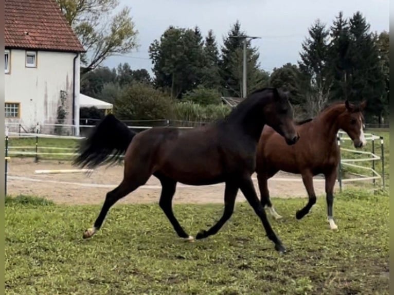 Arabian horses Mare 8 years 15 hh Brown in Münsterhausen