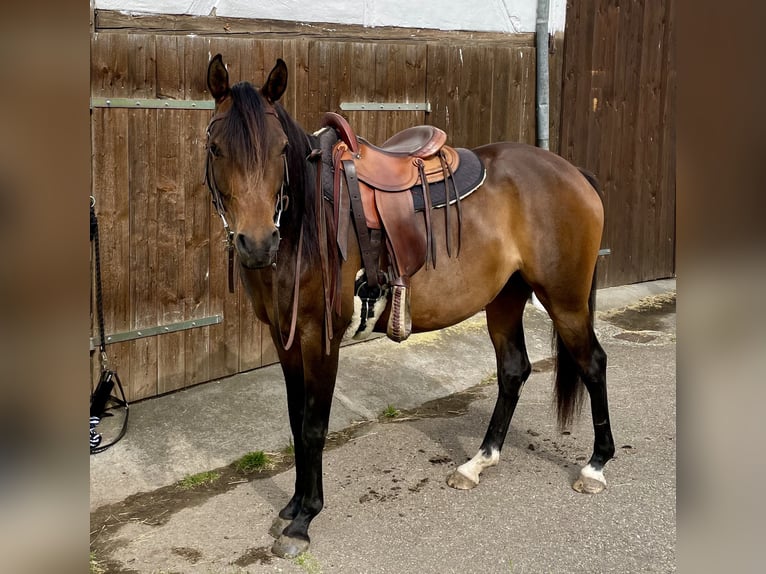 Arabian horses Mare 8 years 15 hh Brown in Münsterhausen