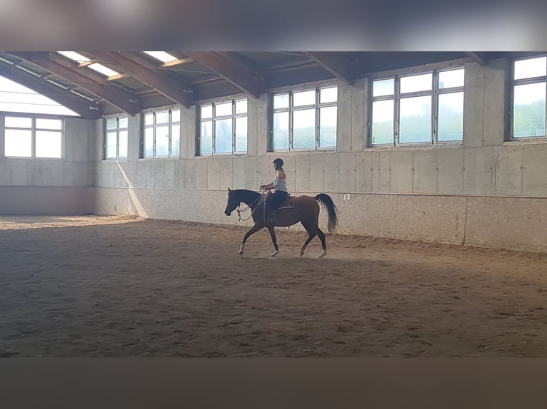 Arabian horses Mare 8 years 15 hh Brown in Wallsee