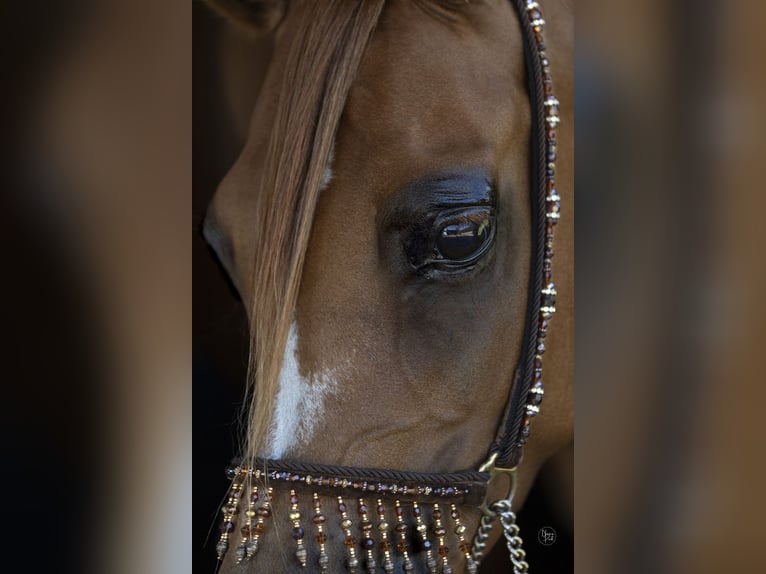 Arabian horses Mare 8 years 15 hh Chestnut-Red in Rockanje