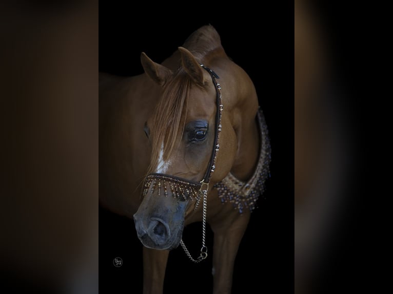 Arabian horses Mare 8 years 15 hh Chestnut-Red in Rockanje