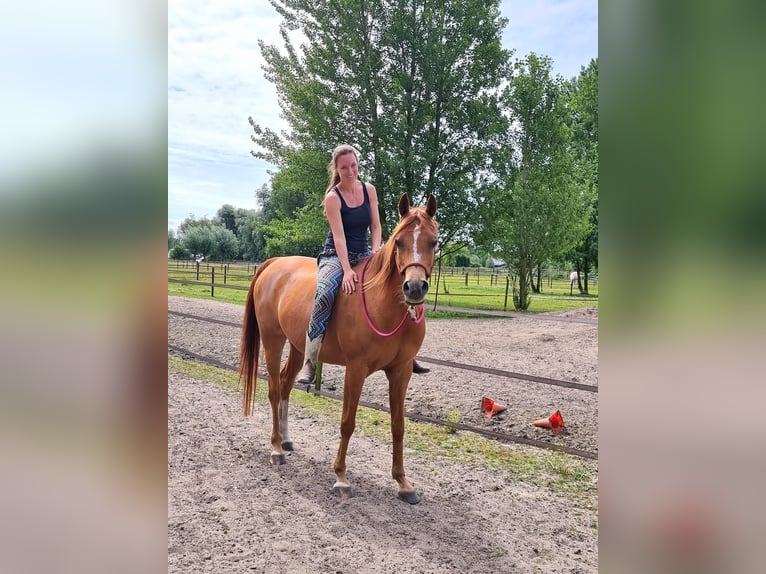 Arabian horses Mare 8 years 15 hh Chestnut-Red in Rockanje