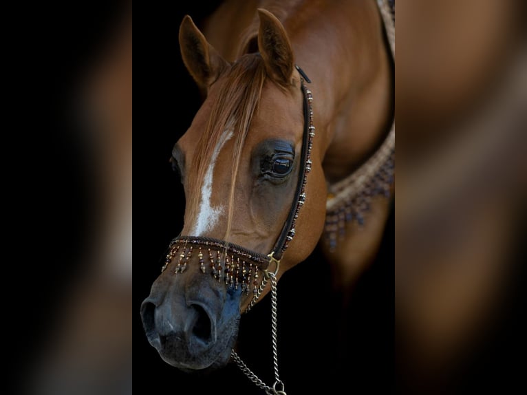 Arabian horses Mare 8 years 15 hh Chestnut-Red in Rockanje