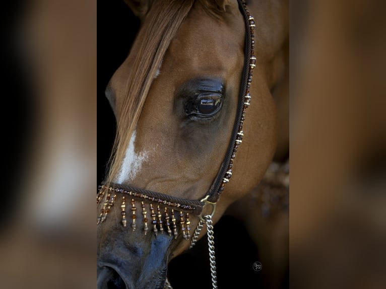 Arabian horses Mare 8 years 15 hh Chestnut-Red in Rockanje