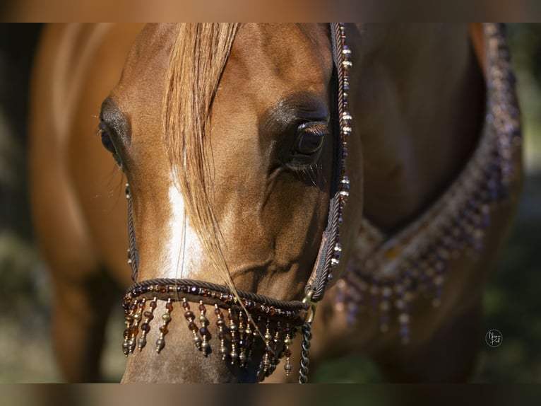 Arabian horses Mare 8 years 15 hh Chestnut-Red in Rockanje