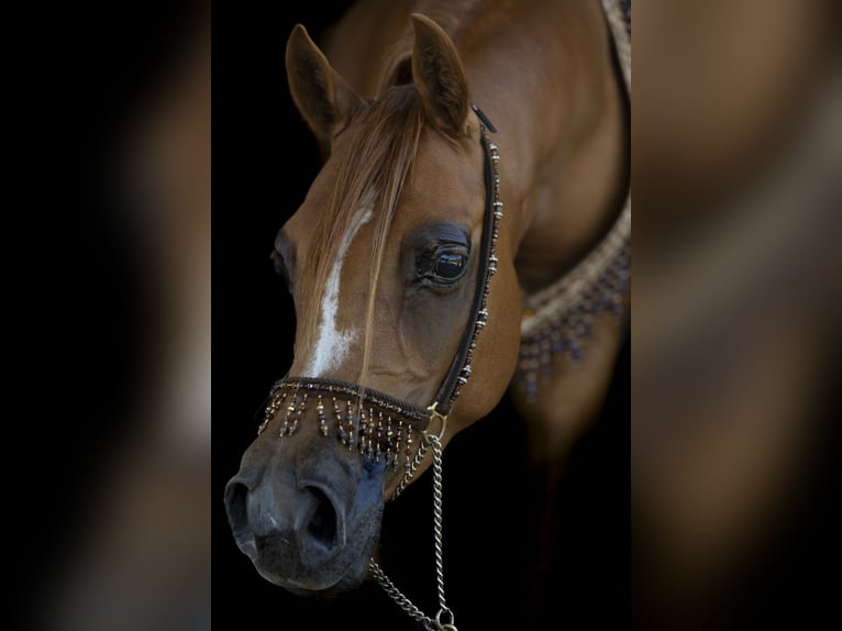 Arabian horses Mare 8 years 15 hh Chestnut-Red in Rockanje