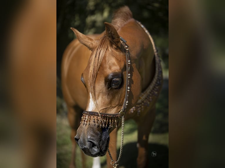 Arabian horses Mare 8 years 15 hh Chestnut-Red in Rockanje