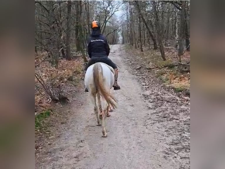 Arabian horses Mare 8 years 15 hh Gray-Blue-Tan in Blankenheim