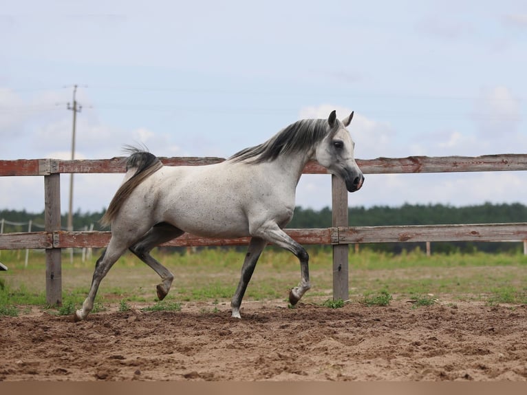 Arabian horses Mare 8 years 15 hh Gray in Łódź