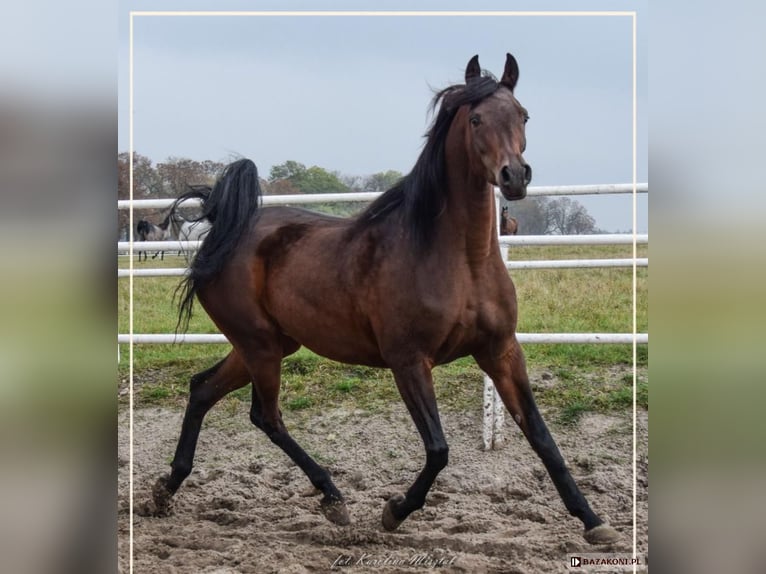 Arabian horses Mare 8 years 15,1 hh Brown in Koprivnica