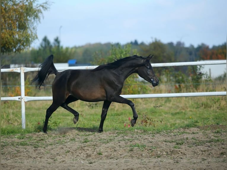 Arabian horses Mare 8 years 15,1 hh Brown in Lodz