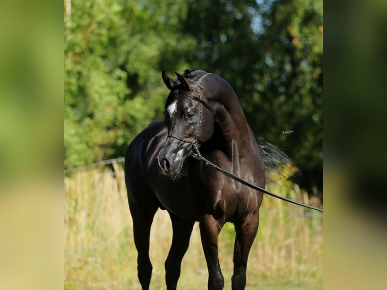 Arabian horses Mare 8 years 15,1 hh Brown in Lodz