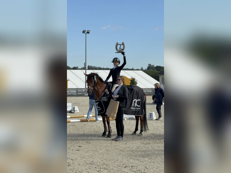 Arabian horses Mare 8 years 15,1 hh Brown in Tarnowskie Góry