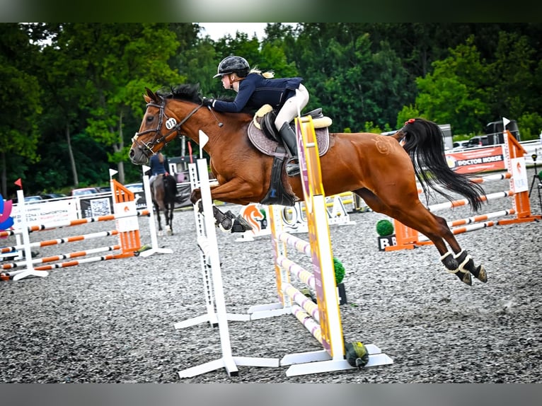 Arabian horses Mare 8 years 15,1 hh Brown in Tarnowskie Góry