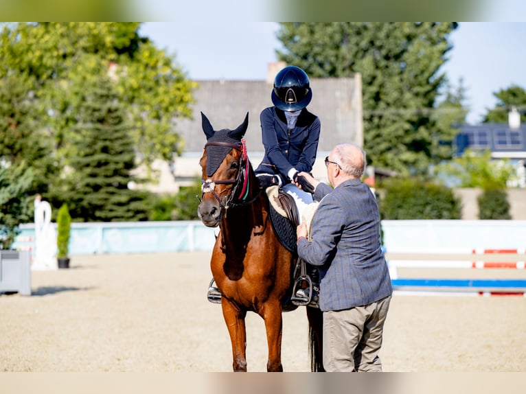 Arabian horses Mare 8 years 15,1 hh Brown in Tarnowskie Góry