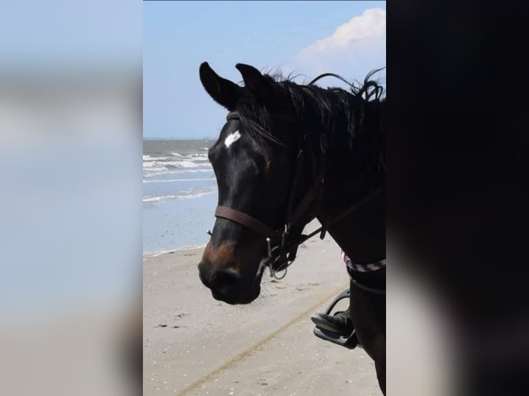 Arabian horses Mare 8 years 15,1 hh Smoky-Black in Denia