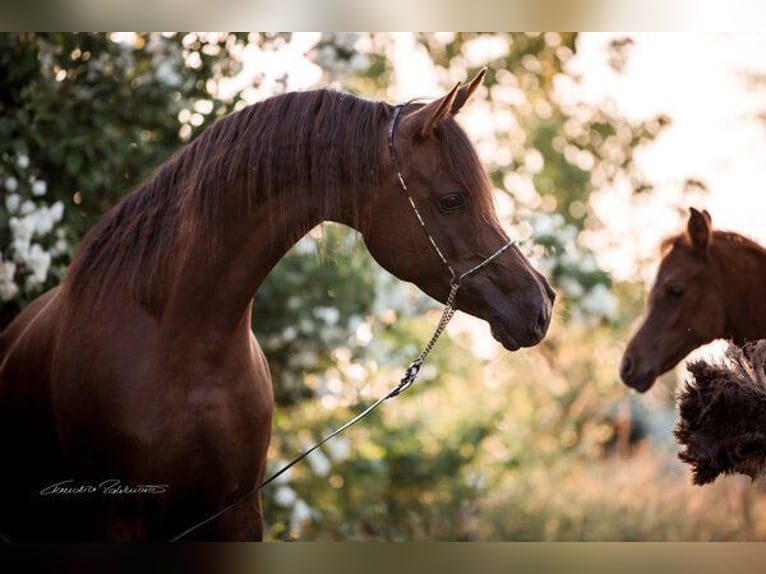 Arabian horses Mare 8 years 15,2 hh Chestnut in Zeithain