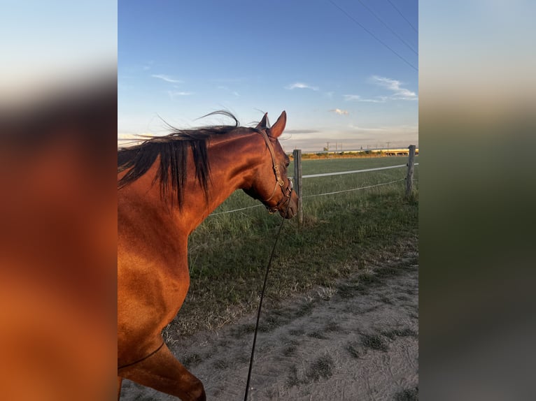 Arabian horses Mare 8 years 15,2 hh Chestnut in Zeithain