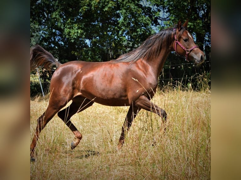 Arabian horses Mare 8 years 15,2 hh Chestnut in Zeithain