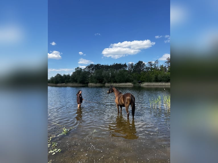 Arabian horses Mare 8 years 15,2 hh Chestnut in Zeithain