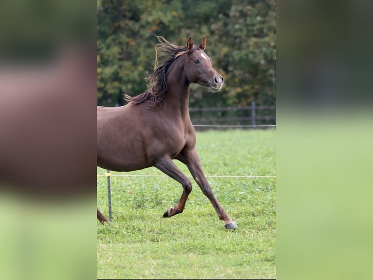 Arabian horses Mare 8 years 15,2 hh Chestnut in Zeithain